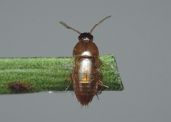 Tachinus corticinus