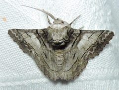 Hypobapta diffundens