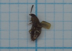Tachinus corticinus