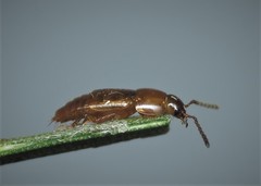 Tachinus corticinus