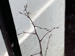 Mycelis muralis