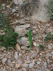 Lacerta agilis tauridica
