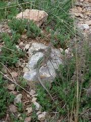 Lacerta agilis tauridica