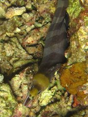 Gymnothorax rueppelliae