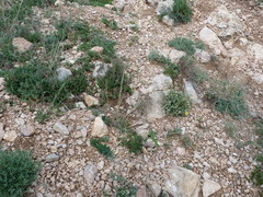 Lacerta agilis tauridica