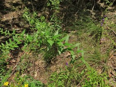 Lithospermum subsetosum