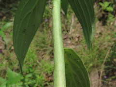 Lithospermum subsetosum