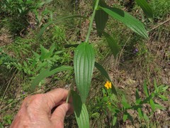 Lithospermum subsetosum