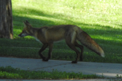 Vulpes vulpes