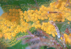 Botryllus