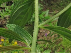 Lithospermum subsetosum