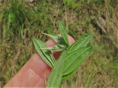 Lithospermum subsetosum