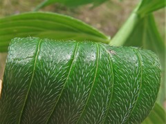 Lithospermum subsetosum