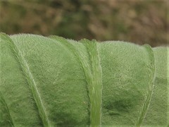 Lithospermum subsetosum