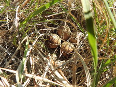 Bartramia longicauda