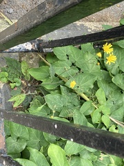 Hieracium glaucinum similatum