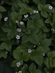 Fragaria vesca