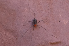 Protolophus dixiensis