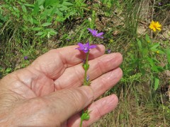 Triodanis lamprosperma