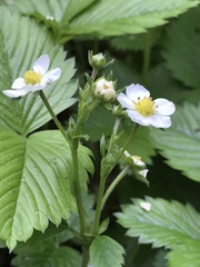 Fragaria vesca
