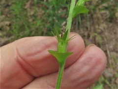 Triodanis lamprosperma