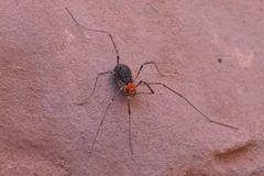 Protolophus dixiensis