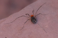 Protolophus dixiensis