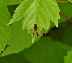Chrysopilus fasciatus