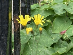 Hieracium glaucinum similatum