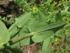 Hypericum pseudomaculatum