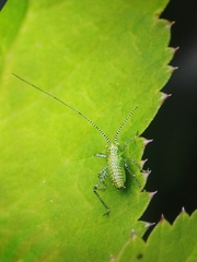 Leptophyes punctatissima