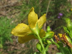 Hypericum pseudomaculatum