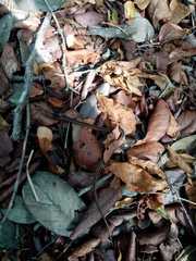 Coniophanes schmidti