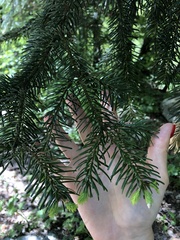 Picea orientalis