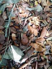 Coniophanes schmidti