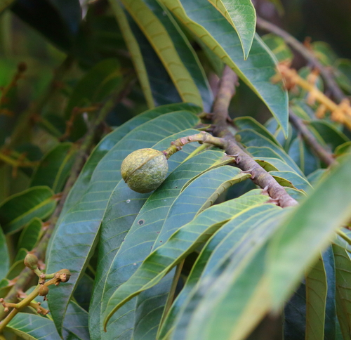 Virola surinamensis, photograph 4