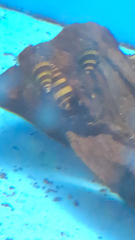 Anentome helena