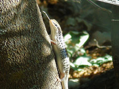Heremites auratus