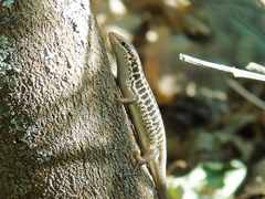 Heremites auratus