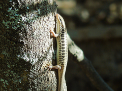 Heremites auratus
