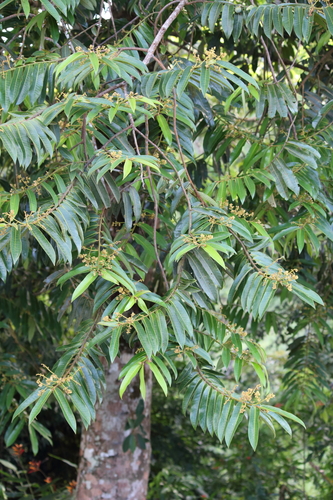 Virola surinamensis, photograph 5
