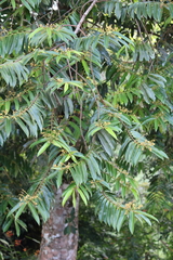 Virola surinamensis