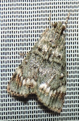 Stericta concisella