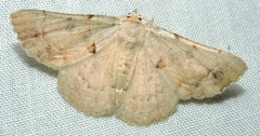 Aeolochroma quadrilinea
