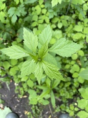 Geum laciniatum