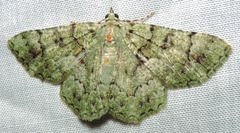 Aeolochroma hypochromaria