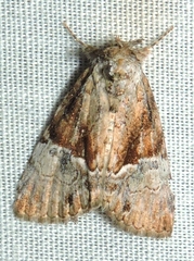 Alophosoma emmelopis