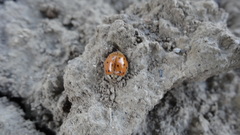 Harmonia axyridis