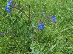 Anchusa azurea