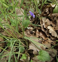 Viola × bavarica